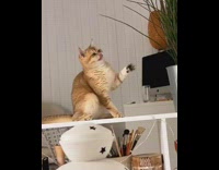 Brown white cat plays with green plant