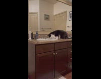 Black cat drinks water from sink 