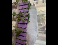 Pet cat lie down on the pot Part 2