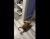 Owner sweeping litter cat runs over it 