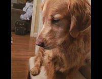 Collab FunBestVids - Brown dog video call laptop kitchen webcam