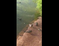 Guy call chicken a weird looking duck