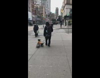 Dog Rides Skateboard while it Walks with Person