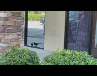 Blackbird sees reflection on a glass store mirror