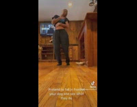 Small brown dog jumps on woman playing dead