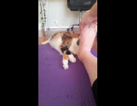 Collab PLC - Cat sniffs owner feet on yoga mat