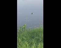 Small alligator swim in the water