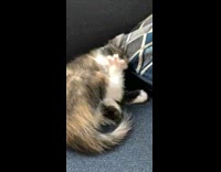 Brown grey white kitten licks grooms paw