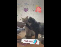 Girl uses clicker train cats high five 