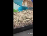 Hamster running on blue wheel jumps off when girl approaches