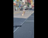 Grey shirt guy drags ac by cord 