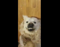 Guy pets large white dog smiles snaggletooth 
