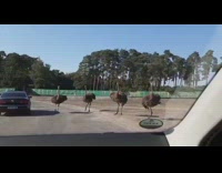 Woman driving past ostriches and ostriches peck windshield