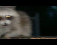 Submitter shows raccoons munch on food