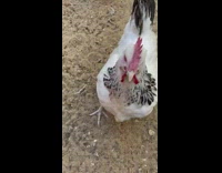 Woman feed chicken with a leaf