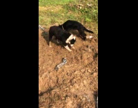 Two dogs dig on pile of soil