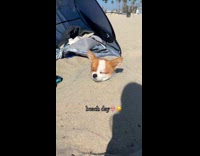 Dog buried in sand sleeps at beach