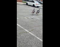 Wild turkeys wandering on parking lot 