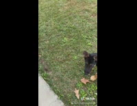 Starbucks trip black dog blue car girl