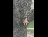 Squirrel sit picnic table on tree corn