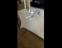 Brown and grey dog laying down barks 