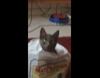 Zoom in cat in plastic bag