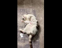 Collab PLC - Black White Cat Rolls on Carpet as Lady Blows Kisses