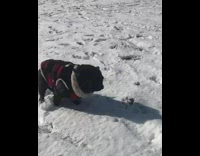 two pug dogs in jackets walk slowly in snow together 
