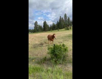 Woman running approached by horse 