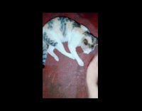 Collab PLC - Calico cat play with hands of filmer