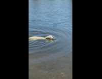 Black labrador dog bites collar lake lifeguard 
