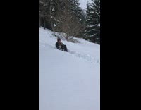 Guy small red sled backflip fail snow