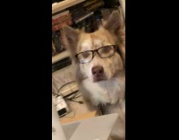 Collab BitchMP - Dog with glasses looking at laptop