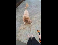 Dog chase where guy spray garden hose