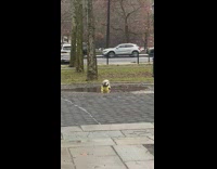 Dog yellow shirt lay in water puddle