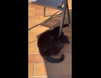 Cat fight chair then startled by noise