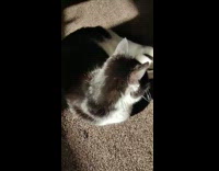 Cat hit by sunlight cast batman shadow