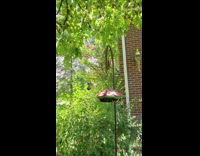 Hummingbird eats from pink feeder slow motion 
