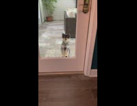 Dog waits outside glass door