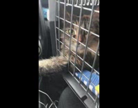 Cat in carrier puts paw on gear stick