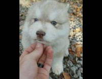 Collab Pets_For_All - Awww 