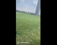 Collab Pets For All - Clips of rescued black dog