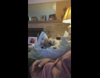 Dog wakes up mom says lets go