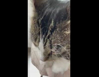 Cat grooming its paws starts purring