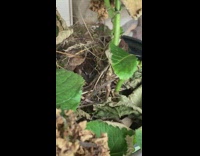 Owl nest in flower pot outside house