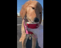 Dog eats whipped cream out of starbucks cup puppicino