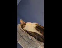 Sound from cat sleep snore on tower