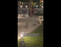 Coati roams around with its tails upwards