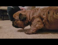 Shih tzu father lick brown puppy floor