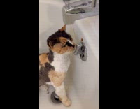 Calico cat drink water from bathtub faucet